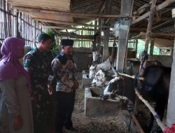 Babinsa Koramil Mojosongo Dorong Peternak Boyolali Tingkatkan Mutu Genetik Sapi Potong