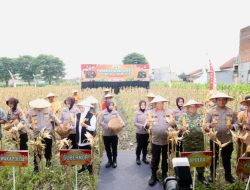 Polda Jatim Gelar Panen Raya Jagung Serentak Kuartal IV di Sidoarjo