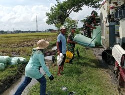Babinsa Turut Panen Padi, Puasa Ramadan Tak Menjadi Halangan